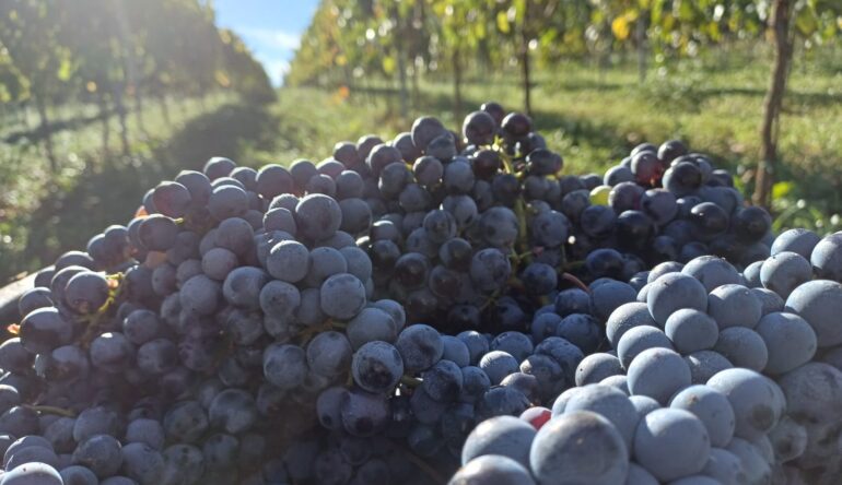CONTE WINE & MAKER