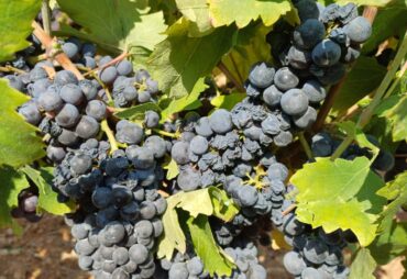 CONTE WINE & MAKER