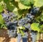 CONTE WINE & MAKER
