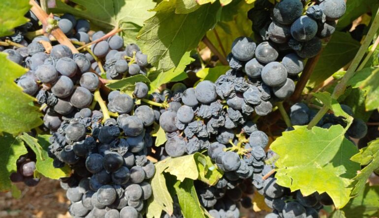 CONTE WINE & MAKER